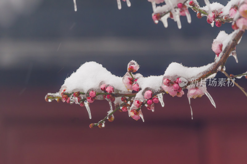 武汉东湖梅园雪中梅花盛开