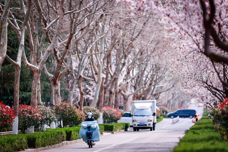 城市道路旁盛开的樱花景观