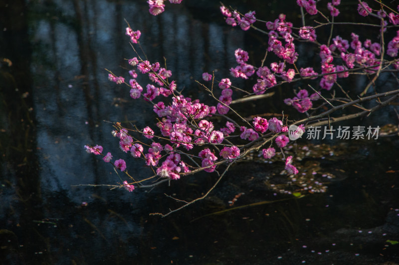 杭州曲院风荷盛开的粉色梅花特写