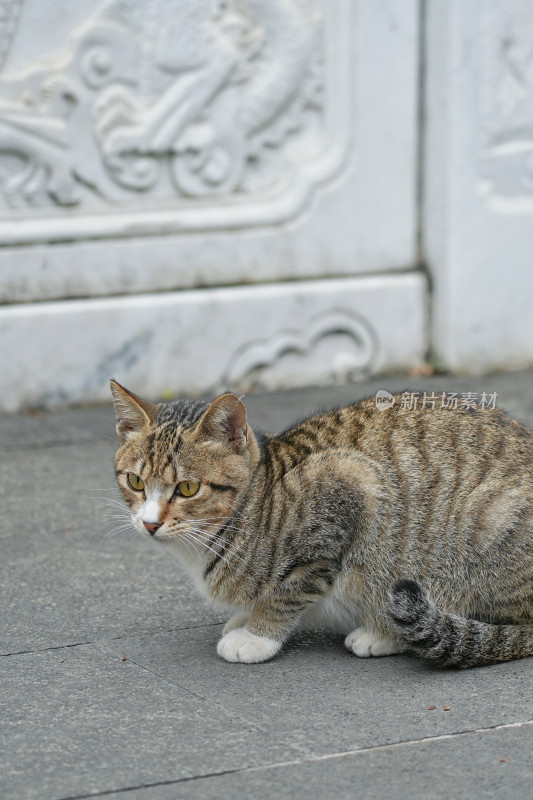 柳州文庙，古建筑与猫