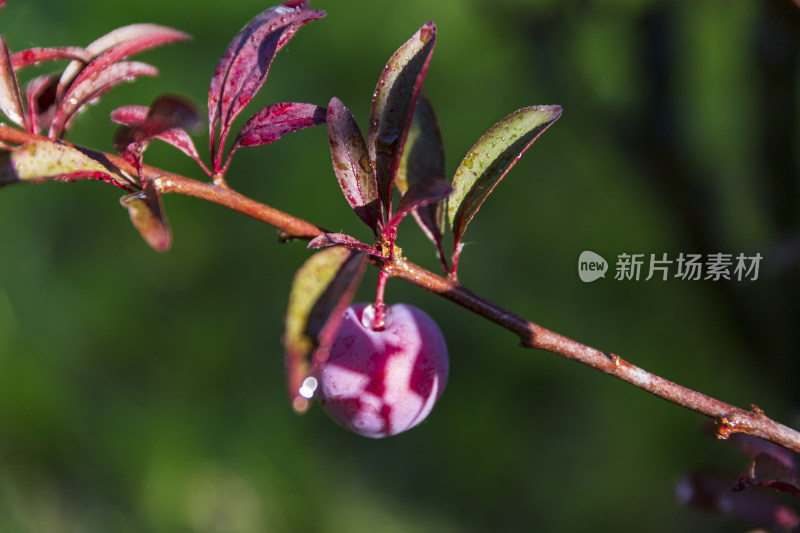 植物花草树木