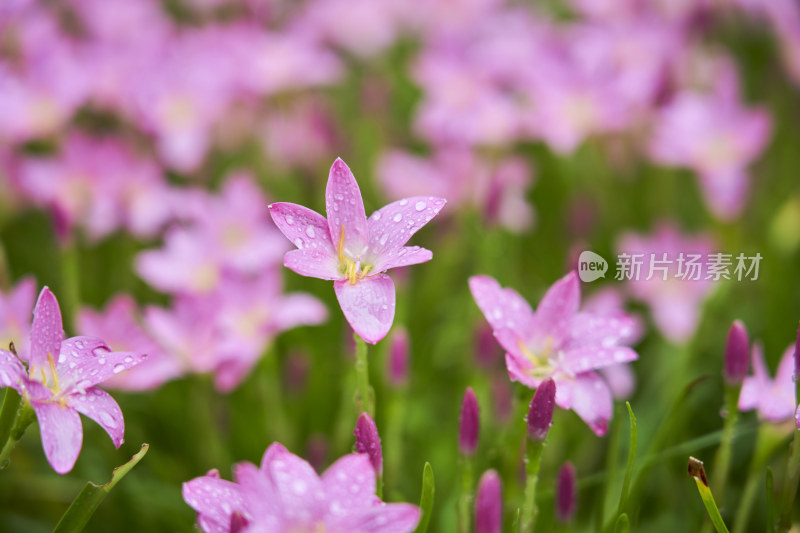 粉色的风雨兰花海