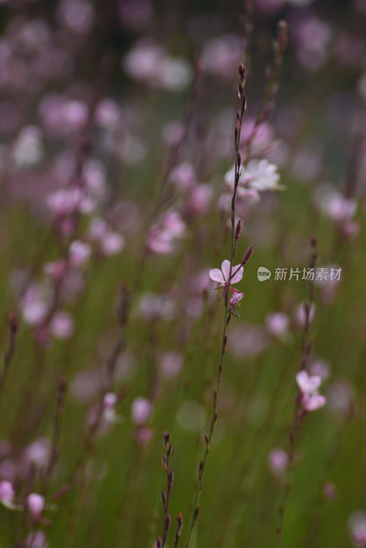 植物园的花花草草