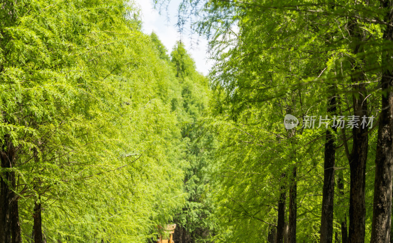 葱郁树林间小径，清新自然风景