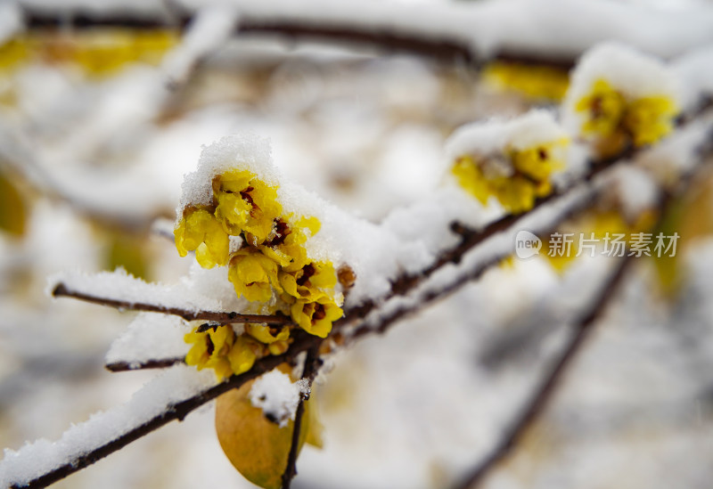 风雪中的腊梅花