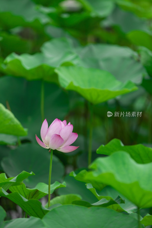 荷花荷叶夏日植物绿色自然户外