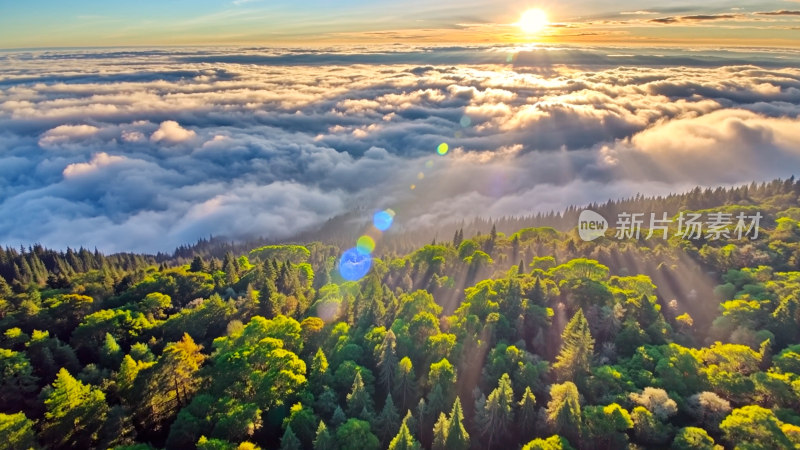 森林阳光云海森林云雾缭绕树林山大自然山峰