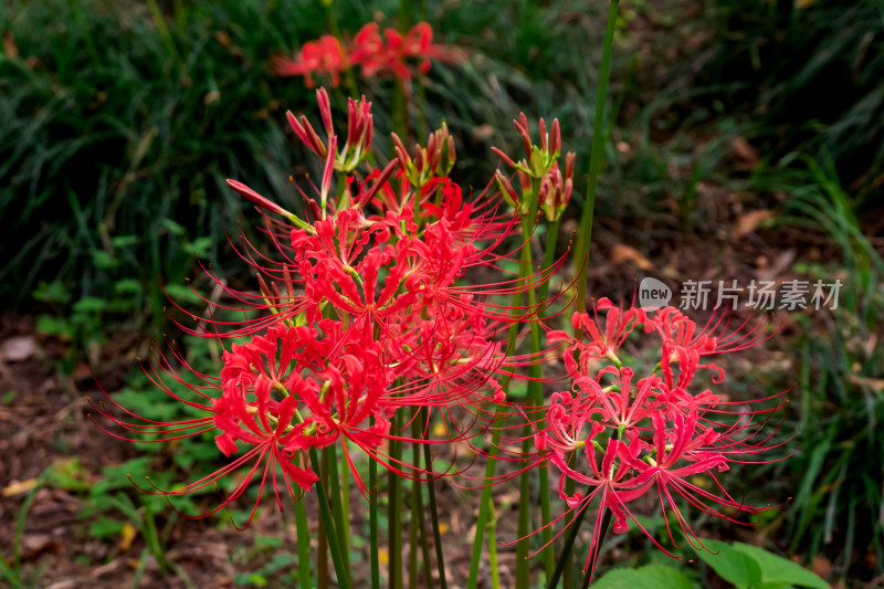 草丛中，盛开的彼岸花特写