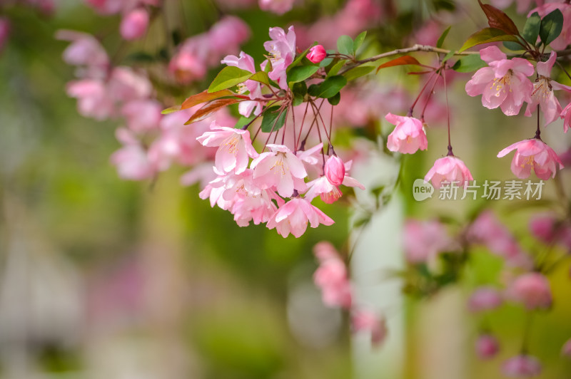 美丽的海棠花