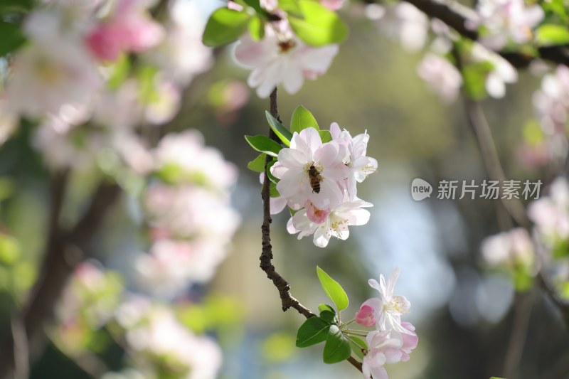 春日海棠花