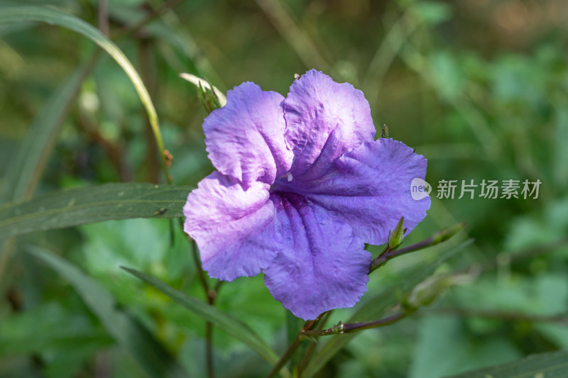 一朵翠芦莉花-柳州雀儿山公园