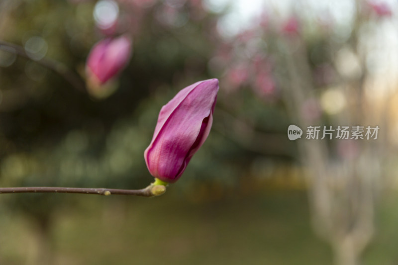 阳光花卉自然景色