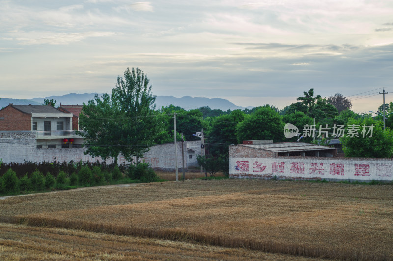 陕西渭南，芒种时节的村庄旁金色麦田