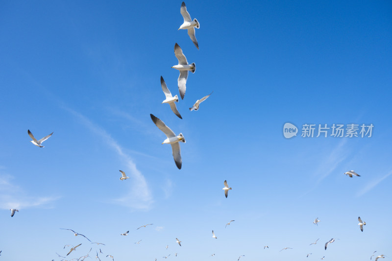 蓝天大海沙滩海鸥飞翔生态保护自然风景