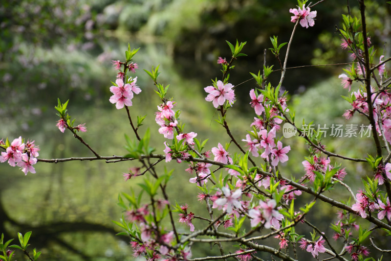 杭州西湖春景桃花