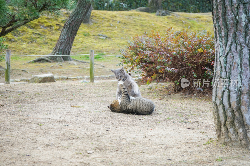 公园里两只嬉戏打闹的小猫