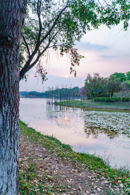 广州番禺大学城中心湖绿色草地树林湖景风光