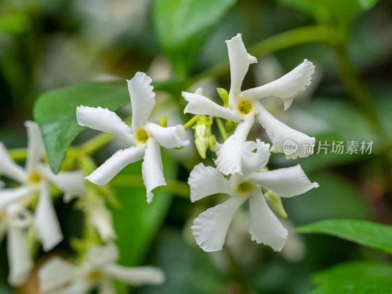 春天的风车茉莉白花特写