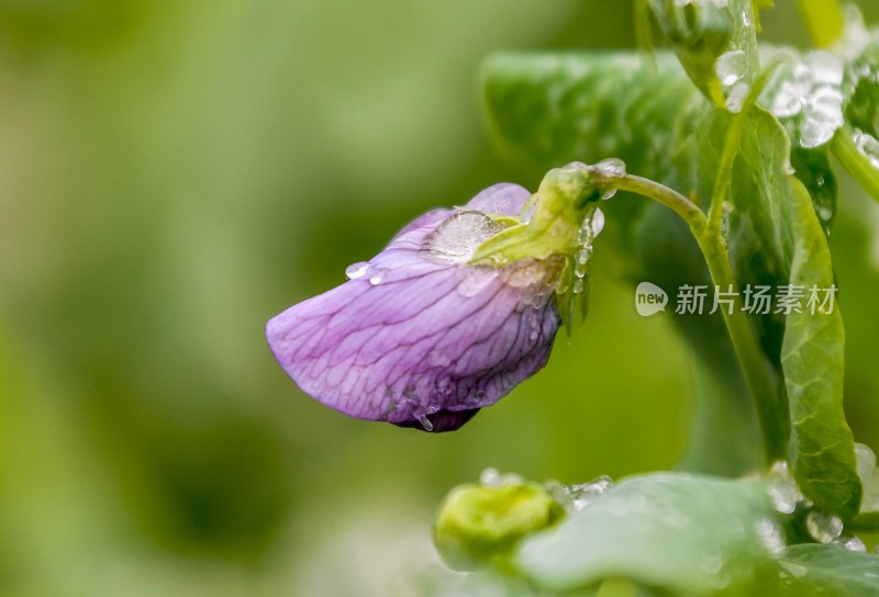 重庆酉阳：冻雨.冰花.鸟