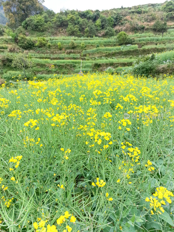 婺源梯田油菜花