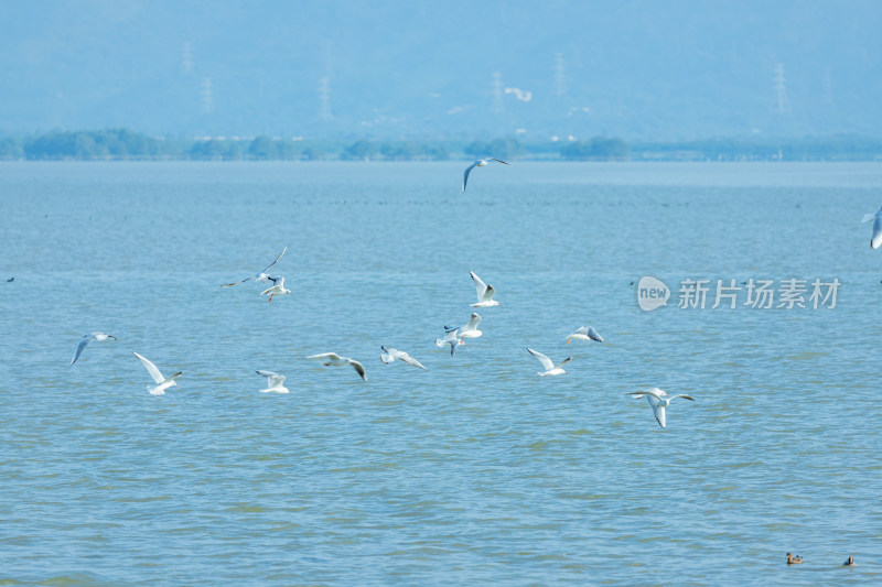 海面上飞翔的海鸥