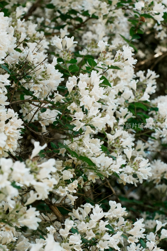 北京国家植物园猬实花