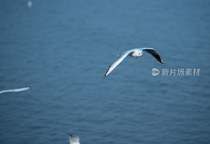 海面上飞翔的海鸥