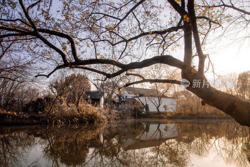 江南水乡冬季风光 杭州蒋村（西溪湿地）