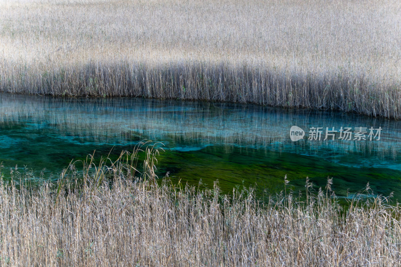 九寨沟秋色，芦苇海