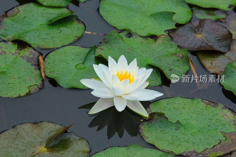 晨光中的白色睡莲花