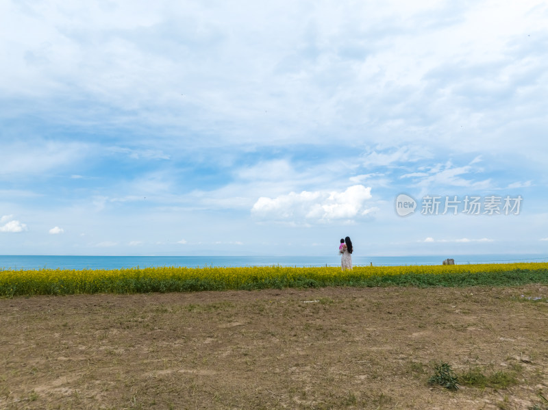 中国青海湖油菜花