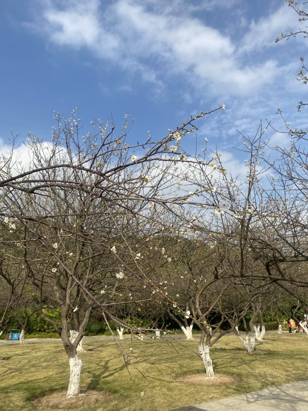 广州萝岗香雪公园梅花盛开