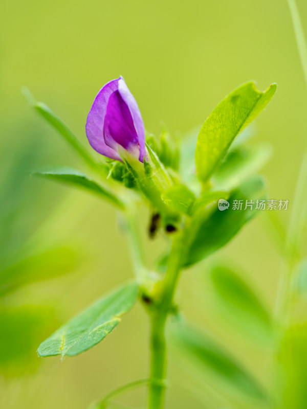 救荒野豌豆开花花朵微距特写