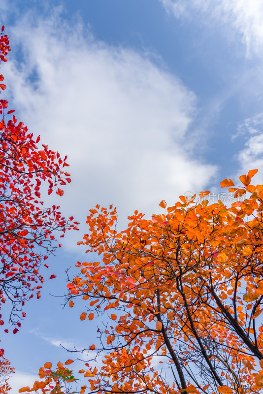 秋天霜降红叶立秋重阳节天空自然风景