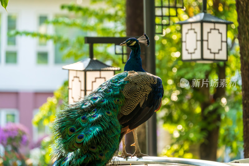 孔雀站车顶低头觅食