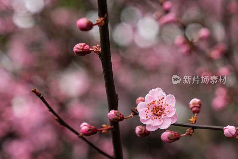 冬天梅花盛开的特写