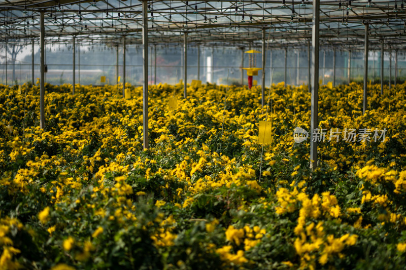 菊花茶科学大棚种植