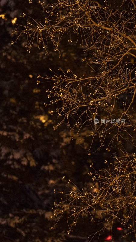 威海公园乌桕树冬季夜景