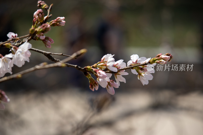 春天枝头含苞待放的染井吉野樱白色樱花特写