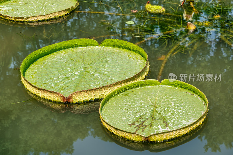 武汉植物园里的王莲