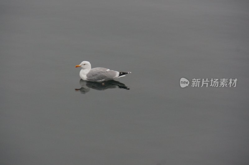 水面上漂浮的海鸥