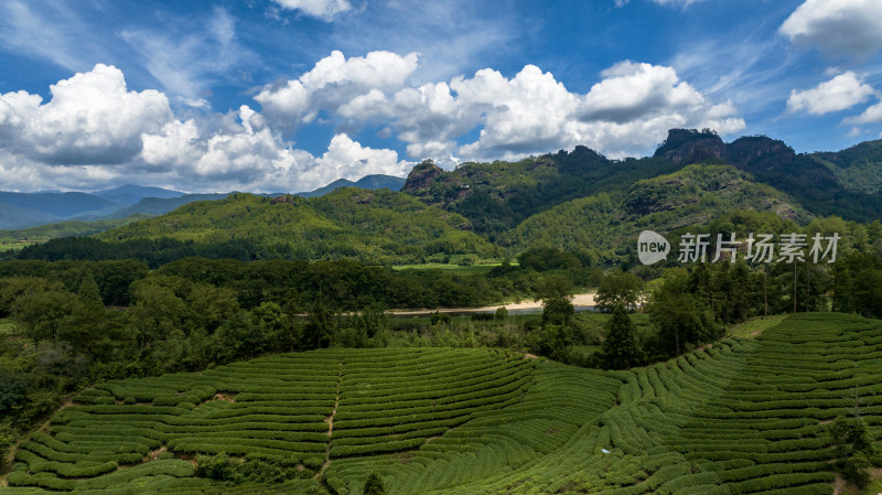 茶叶种植基地