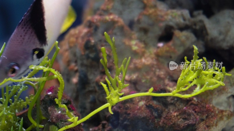 海藻海草海水缸造景小丑鱼
