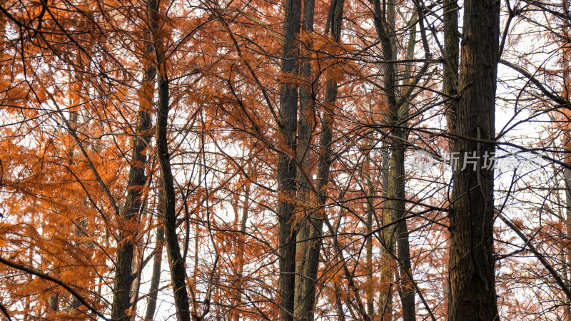 风景笔直树木红木杉摄影图