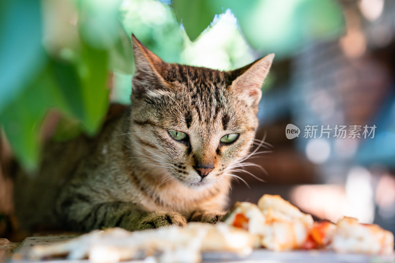 准备吃东西的猫