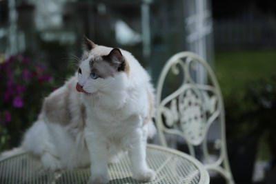 猫坐在白色桌子上的特写镜头