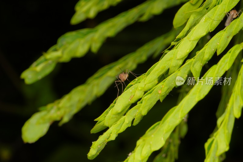 树叶上的蚊子特写镜头