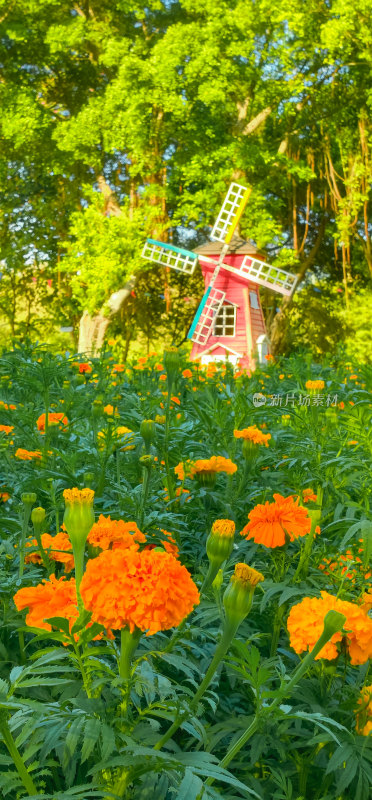 佛山市佛山新城佛山公园内的万寿菊花海