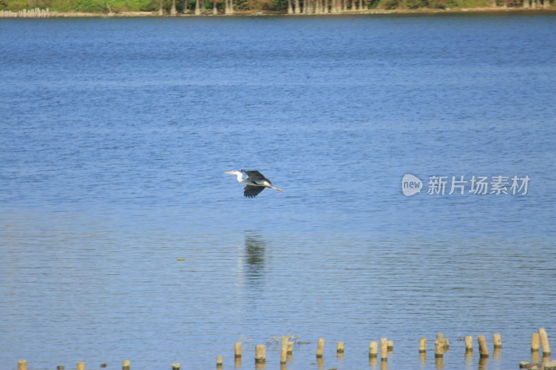 湖面飞鸟掠水画面