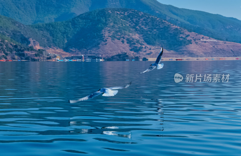 云南丽江泸沽湖海鸥飞鸟野生动物